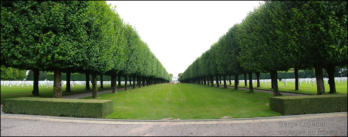 Saint Mihiel : cimetière americain, rangées d'arbres