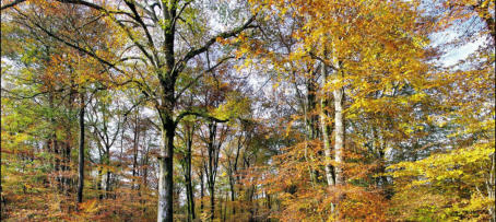 Forêt de Chaux : l'un des plus vastes massifs de feuillus de France